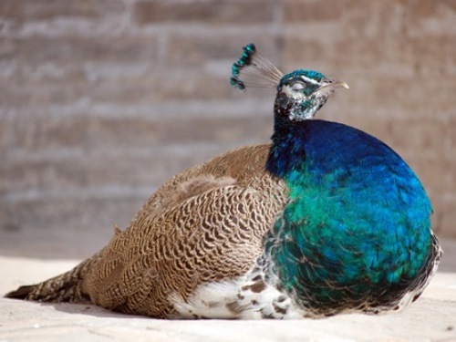 Peacock, Uzbekistan Travel
